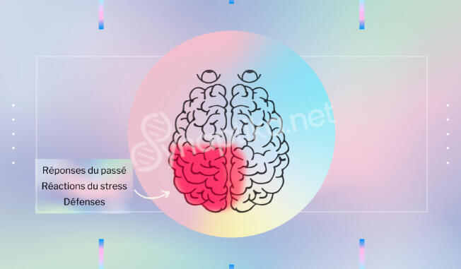 Illustration de l'arrière gauche du cerveau, zone associée aux peurs, aux systèmes de défense et aux pensées limitantes
