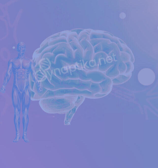 Image illustrant le cerveau et le corps humain
